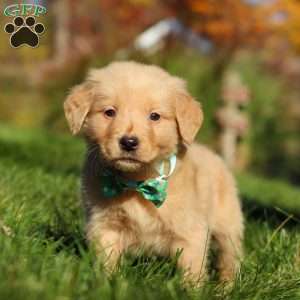 Maverick, Golden Retriever Puppy