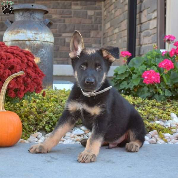 Maverick, German Shepherd Puppy