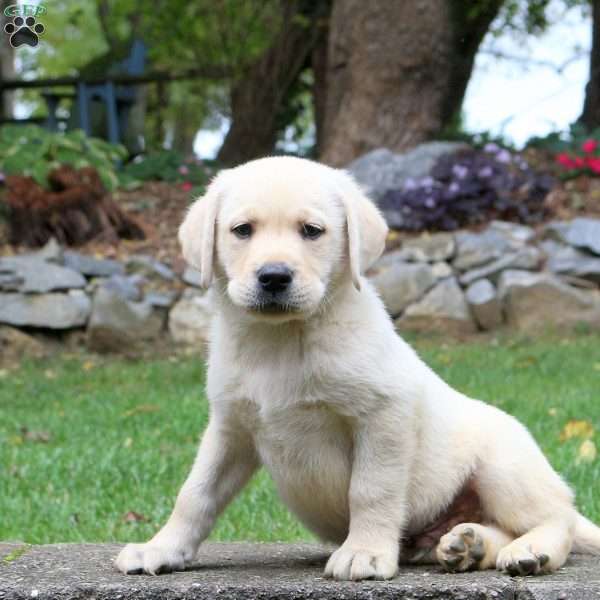 Maverick, Yellow Labrador Retriever Puppy