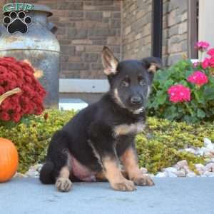 Maverick, German Shepherd Puppy