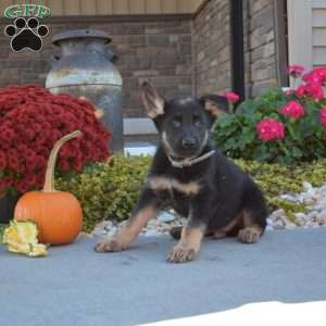 Maverick, German Shepherd Puppy