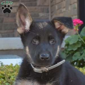 Maverick, German Shepherd Puppy