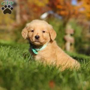 Maverick, Golden Retriever Puppy