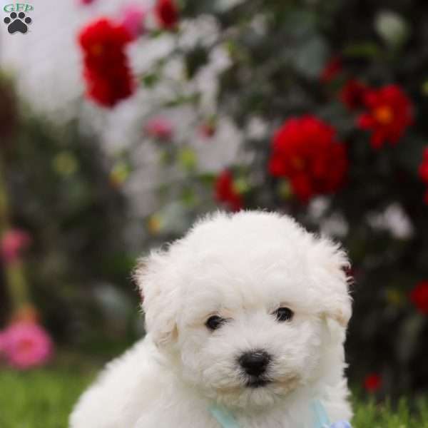 Max, Bichon Frise Puppy