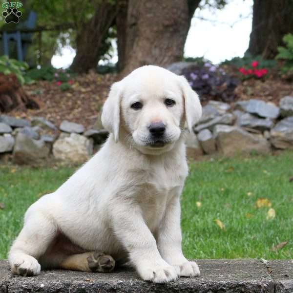 Max, Yellow Labrador Retriever Puppy