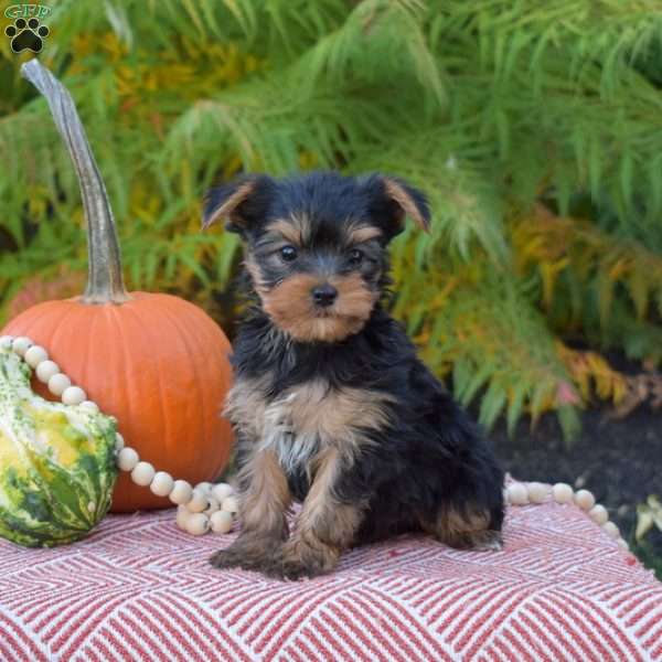 Max, Yorkie Puppy