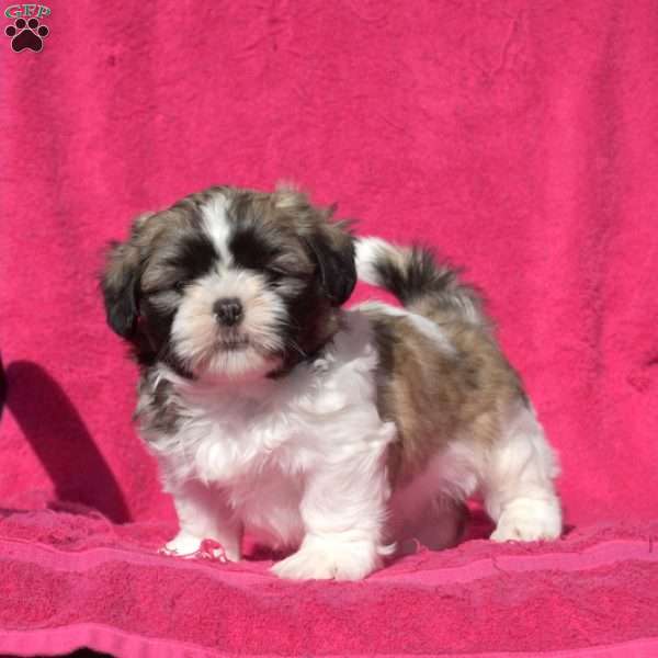 Max, Shih Tzu Puppy