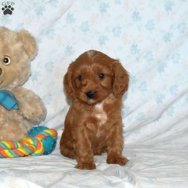 Max, Cavapoo Puppy