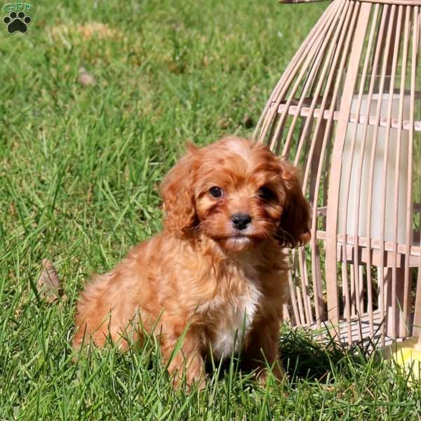 Max, Cavapoo Puppy