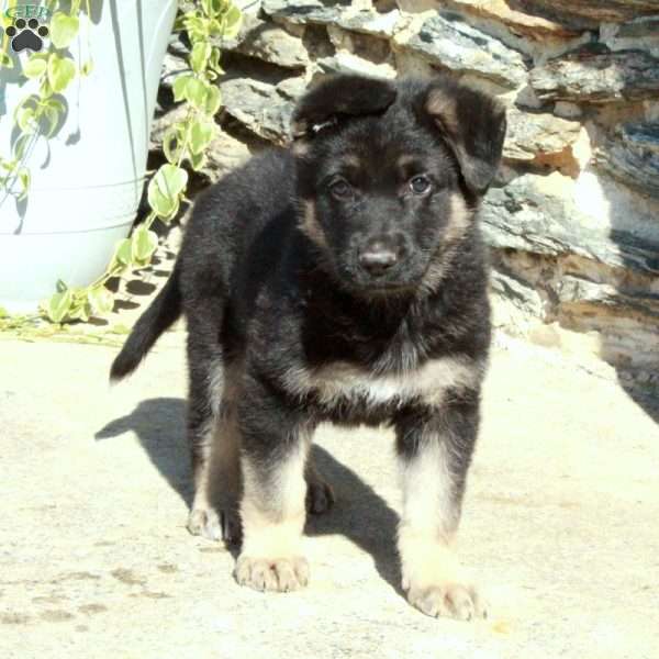 Max, German Shepherd Puppy