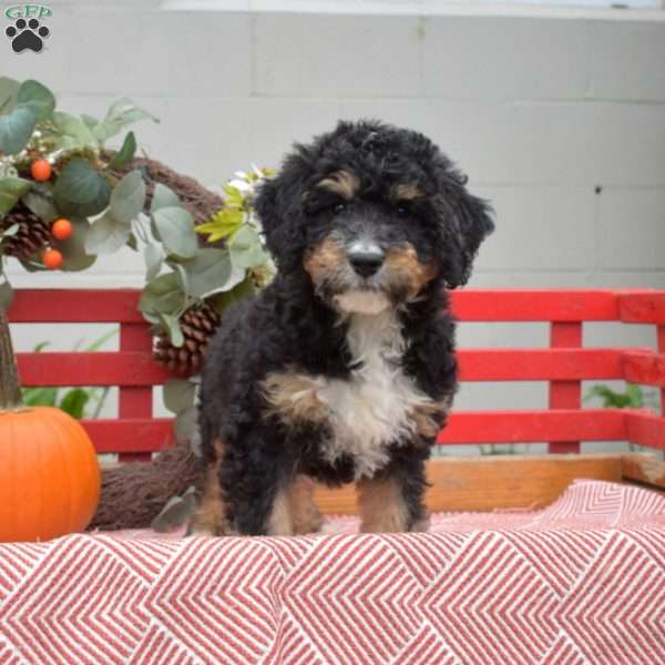 Max, Mini Bernedoodle Puppy