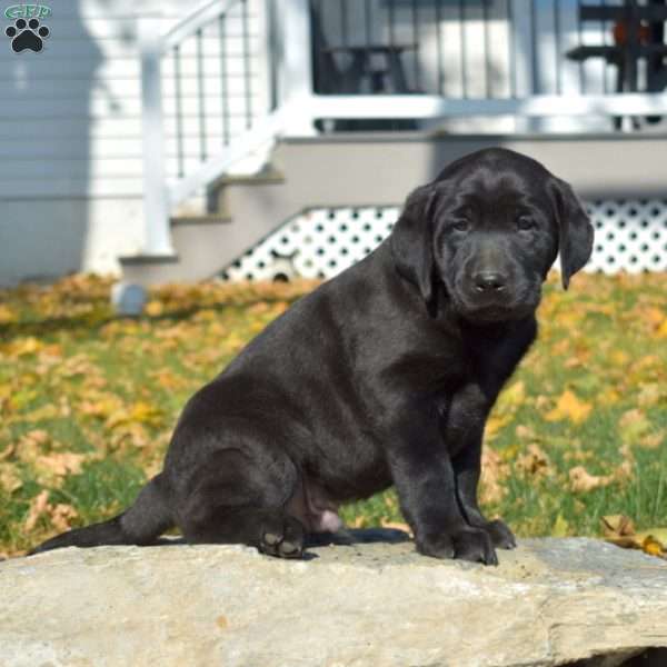 Max, Black Labrador Retriever Puppy