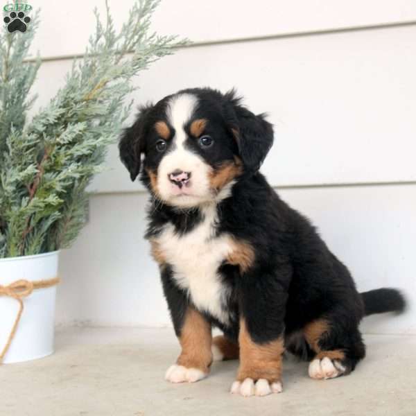 Max, Bernese Mountain Dog Puppy