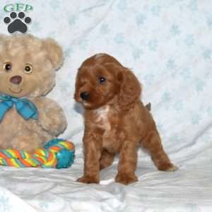 Max, Cavapoo Puppy