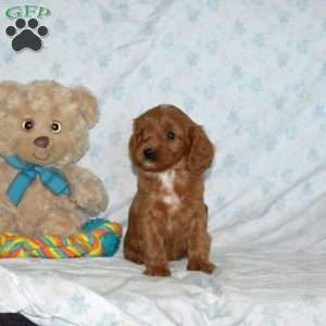 Max, Cavapoo Puppy