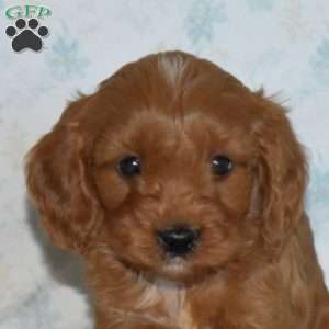 Max, Cavapoo Puppy