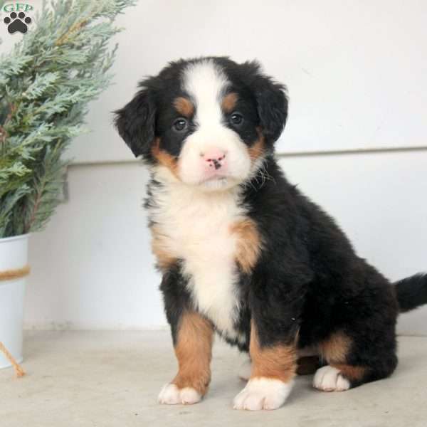 Maya, Bernese Mountain Dog Puppy