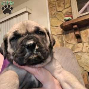 Mazie, English Mastiff Mix Puppy