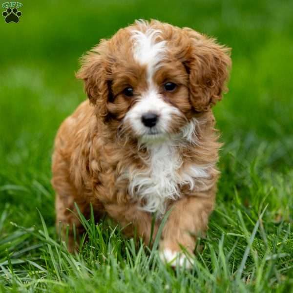 Megan, Cavapoo Puppy