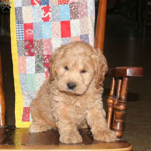 Mel, Cockapoo Puppy