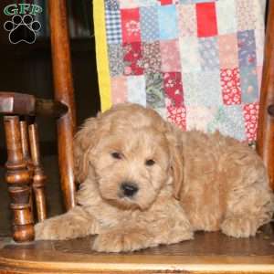 Mel, Cockapoo Puppy