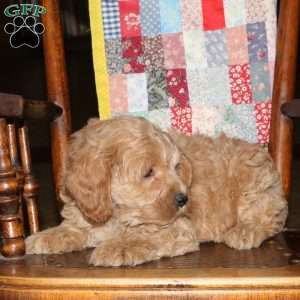 Mel, Cockapoo Puppy