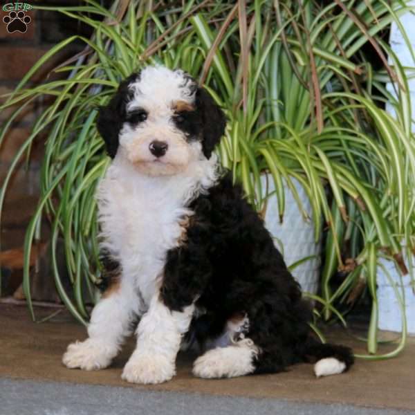 Melanie, Mini Bernedoodle Puppy