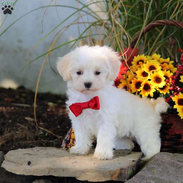 Melody, Maltipoo Puppy