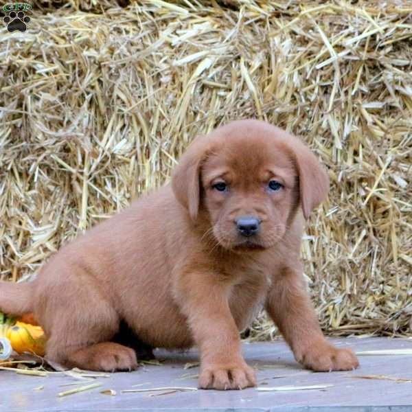 Merlin, Fox Red Labrador Retriever Puppy