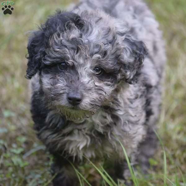 Pepper, Mini Labradoodle Puppy