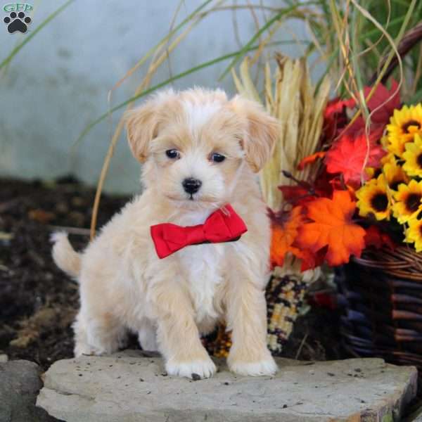 Mia, Maltipoo Puppy