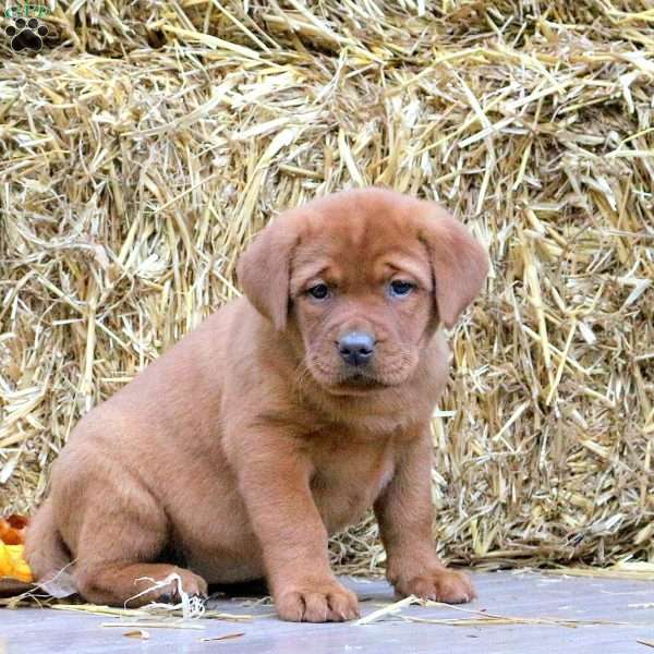 Mia, Fox Red Labrador Retriever Puppy