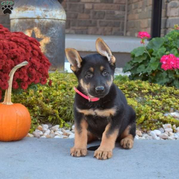 Mia, German Shepherd Puppy