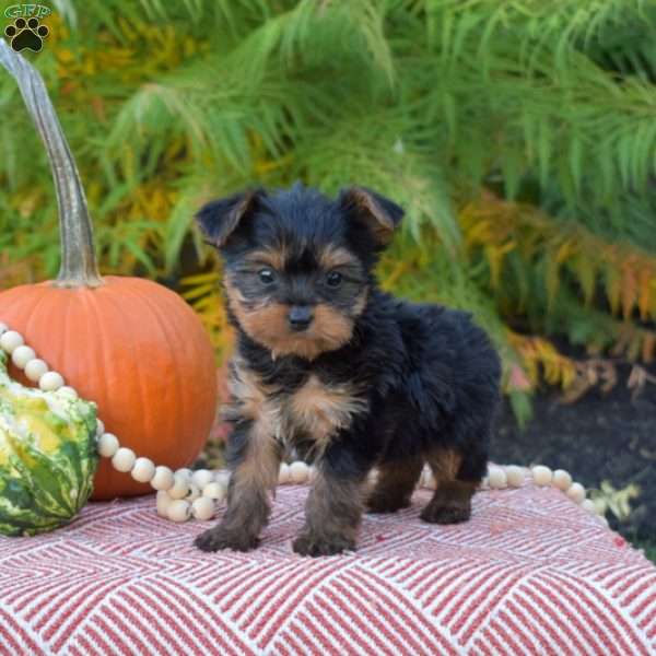 Mia, Yorkie Puppy