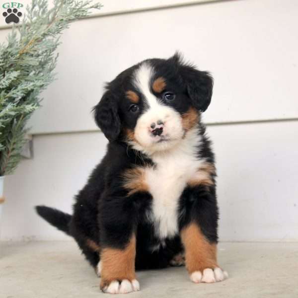 Mia, Bernese Mountain Dog Puppy