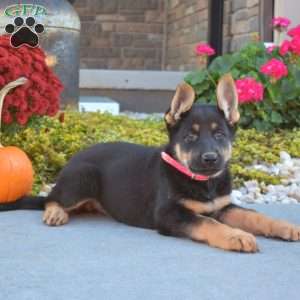 Mia, German Shepherd Puppy