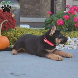 Mia, German Shepherd Puppy