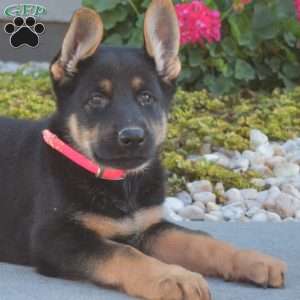 Mia, German Shepherd Puppy