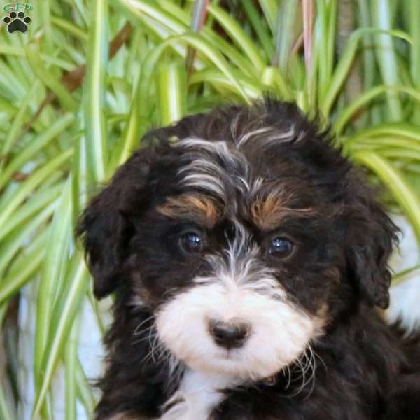 Mia, Mini Bernedoodle Puppy