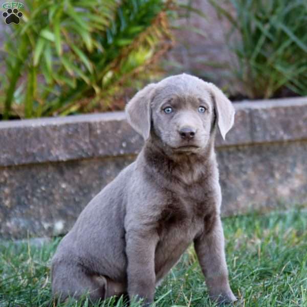 Mia, Silver Labrador Retriever Puppy