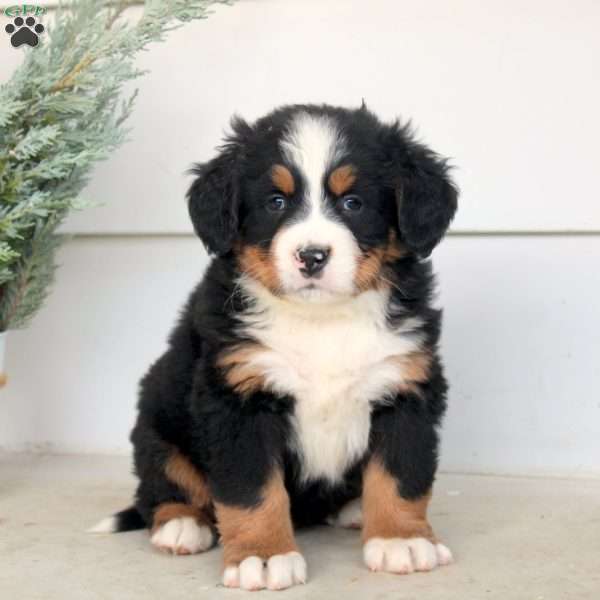 Micah, Bernese Mountain Dog Puppy