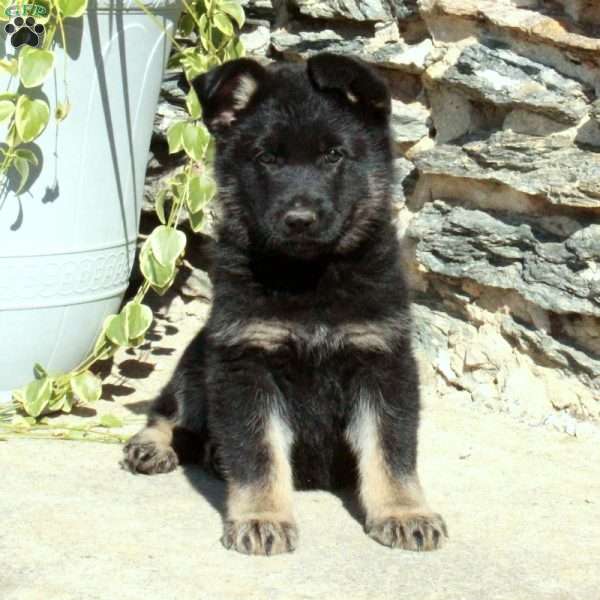 Mick, German Shepherd Puppy