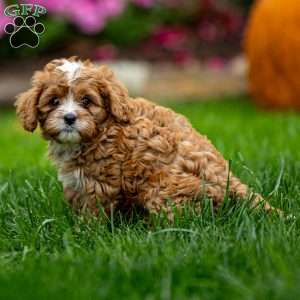 Mickey, Cavapoo Puppy