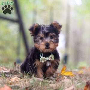 Mickey, Yorkie-Chon Puppy