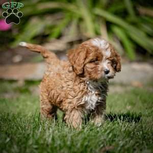 Mickey, Cavapoo Puppy