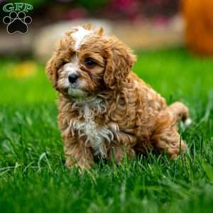 Mickey, Cavapoo Puppy