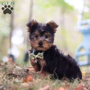 Mickey, Yorkie-Chon Puppy