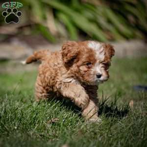 Mickey, Cavapoo Puppy