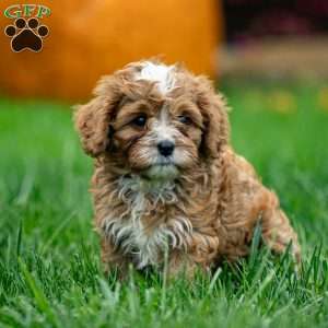 Mickey, Cavapoo Puppy