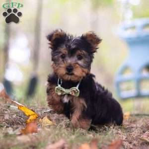 Mickey, Yorkie-Chon Puppy